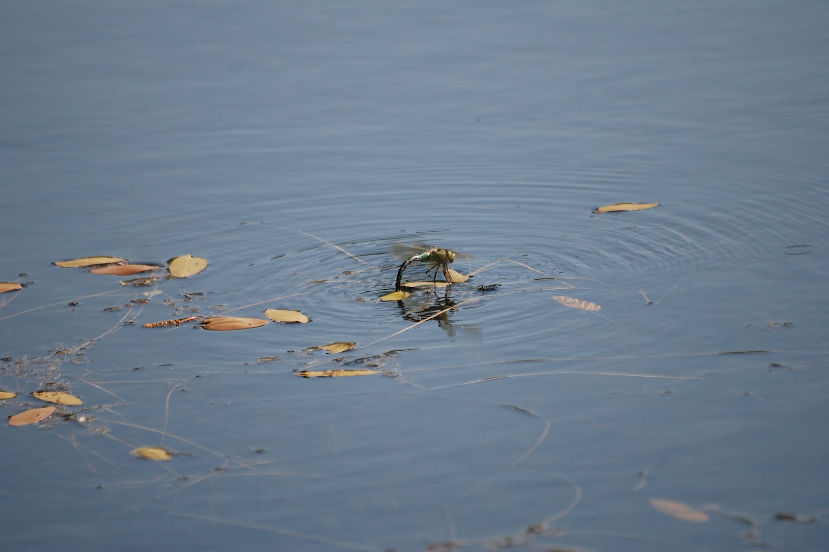 Identificazione 11 - Anax imperator